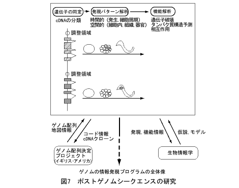 ポストゲノムシークエンスの研究