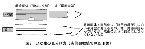 L4幼虫の見分け方