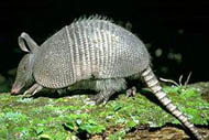 armadillo