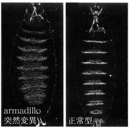 正常型なら体節ごとに繰り返しパターンで生じる幼虫の体表突起