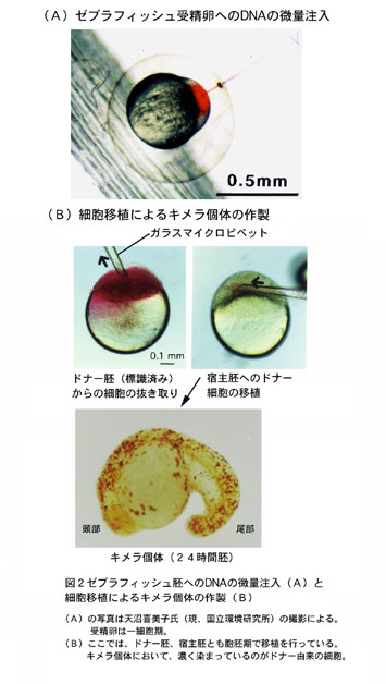 ゼブラフィッシュの特徴