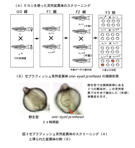 ゼブラフィッシュの特徴