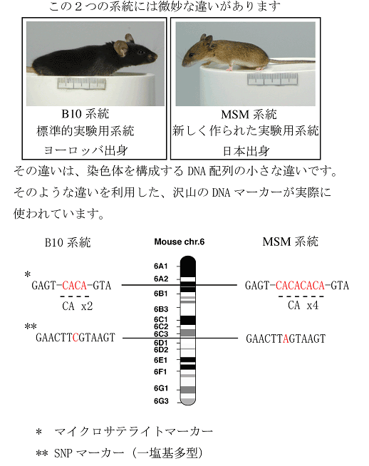 DNAマーカー