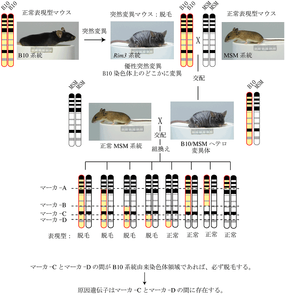 遺伝子マッピング