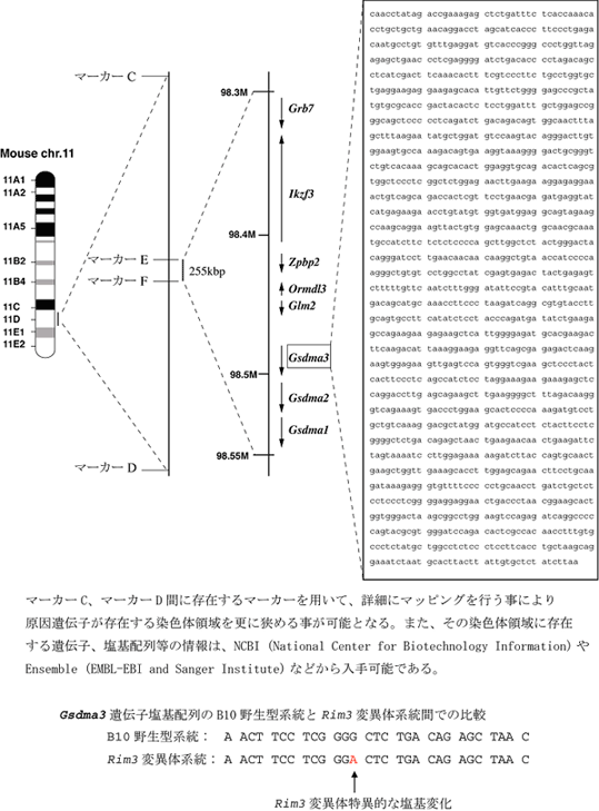 原因遺伝子を突き止める