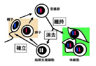 ゲノムインプリンティングのサイクルs