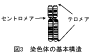 染色体の基本構造